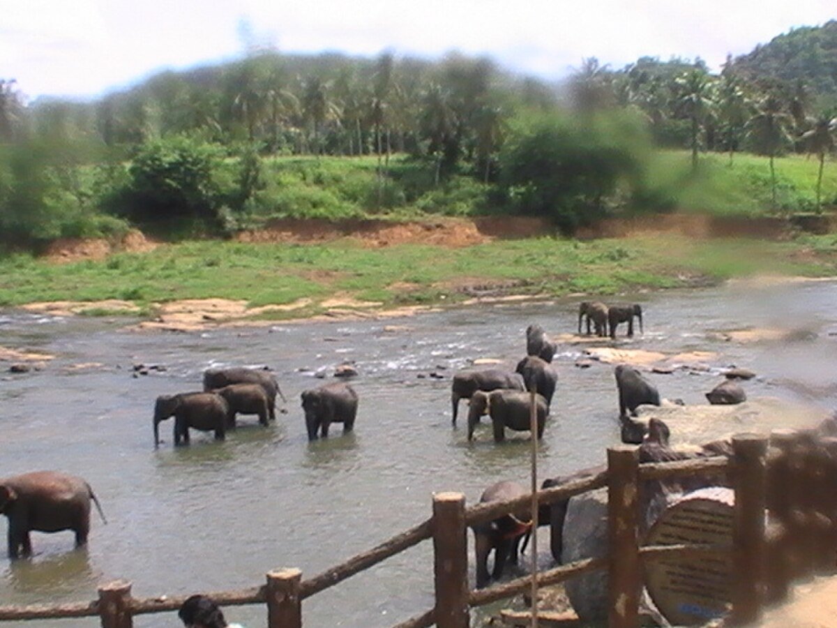 Elephants bathing at Pinnawala