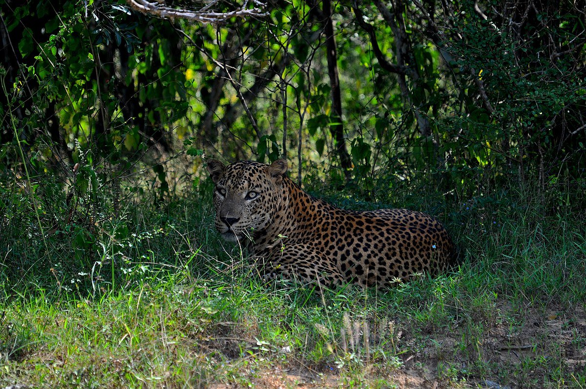 Leopard in Yala National Park