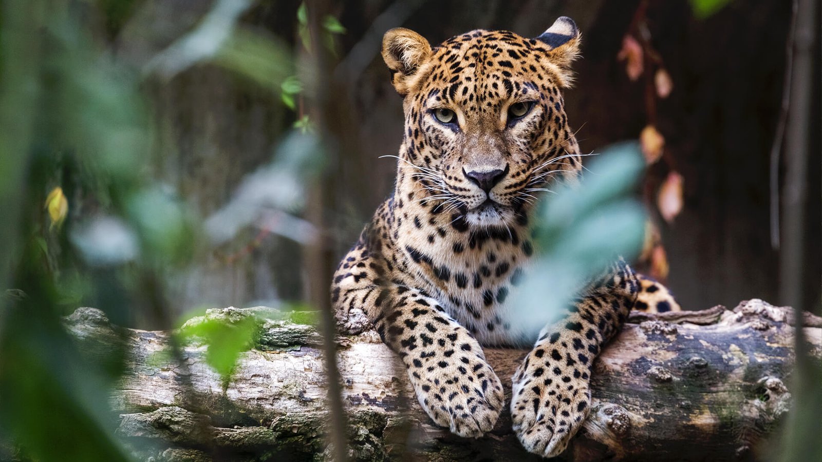 Wildlife Adventure
